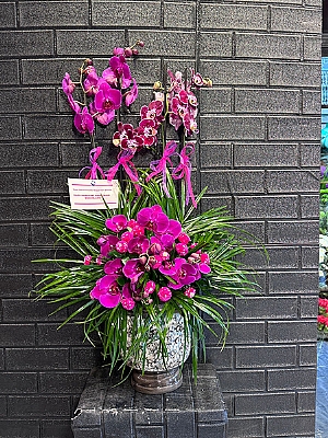 4 Dal Mor Orkide Arajman